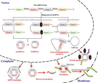 Interplay of circular RNAs in gastric cancer - a systematic review